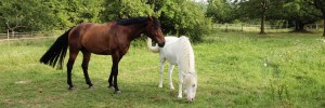 Pferde, Pony