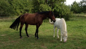 Pferde, Pony