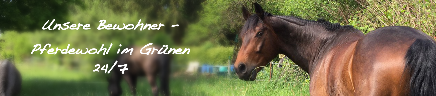 Offenstall Weide Pferdehaltung