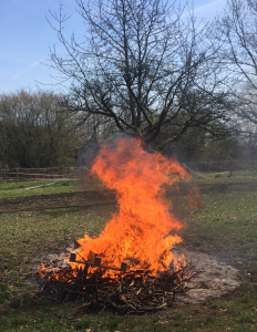Wiese Weide Holz Pferde