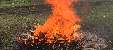 Wiese Weide Holz Pferde