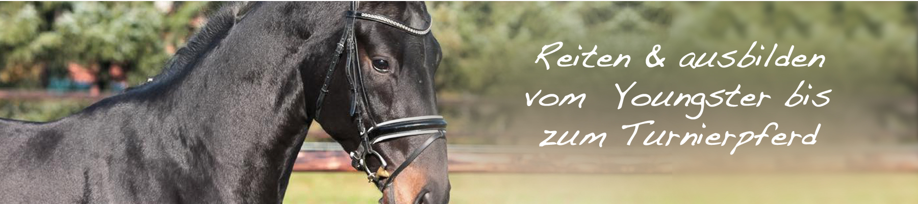 Reiten Pferdeausbildung Dressur Anreiten Anlongieren