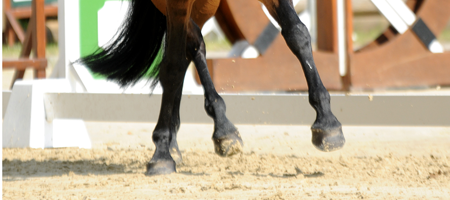 Ausbilden Dressur reiten